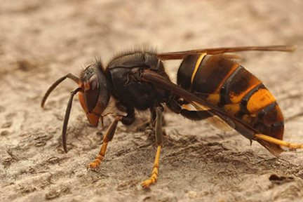 Obrázek Vespa velutina nigrithorax – szerszeń azjatycki