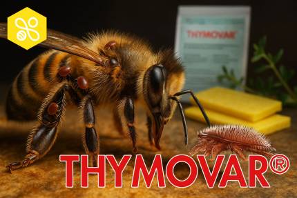Obrázek Doświadczenia pszczelarzy z Thymovarem w leczeniu warrozy