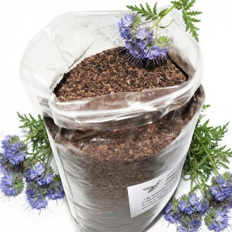 Facelia błękitna (nasiona / pożytek pszczeli) - 1 kg